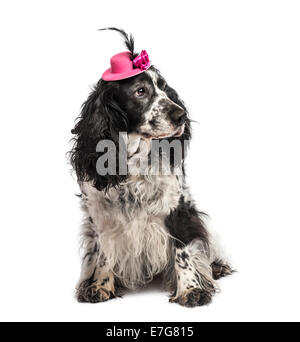 English Springer Spaniel portant un chapeau contre fond blanc Banque D'Images