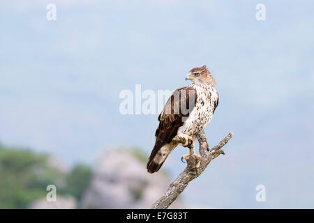 Aigle de Bonelli (Aquila fasciata) perché sur une branche. Banque D'Images