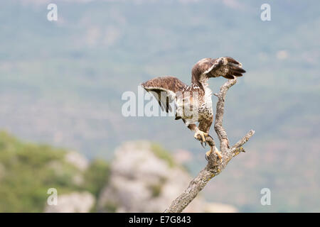 Aigle de Bonelli (Aquila fasciata), volant d'une branche. Banque D'Images