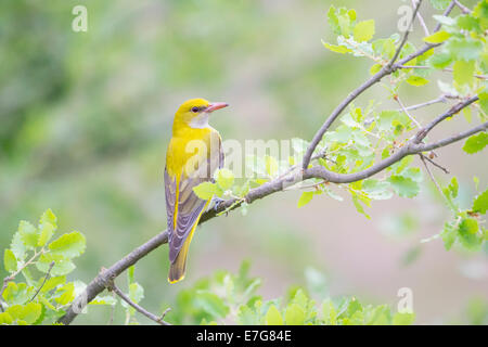 Golden (Oriolus oriolus) mâles subadultes perché dans l'arbre. Banque D'Images