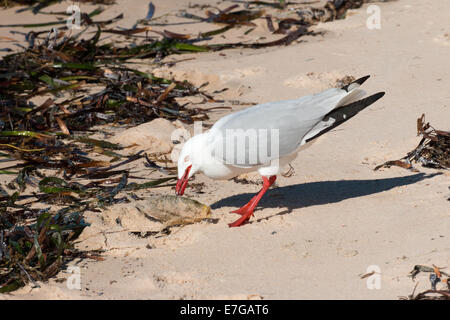 Goéland argenté avec des poissons morts, Chroicocephalus (Larus novaehollandiae) Banque D'Images