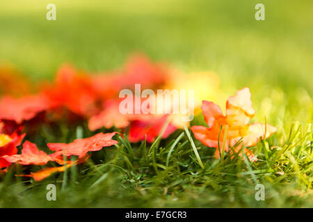 Les feuilles colorées de l'automne, sur un pré vert Banque D'Images