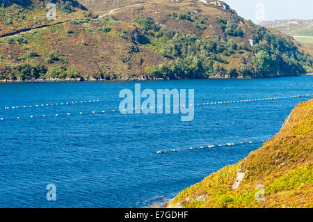 Lignes de barils flottants de moules de cordes à l'appui croissant dans le loch INCHARD KINLOCHBERVIE SUTHERLAND EN ÉCOSSE Banque D'Images