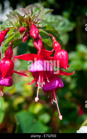 Rouge ou rose fuschia fleur plante en pleine floraison de l'été Banque D'Images