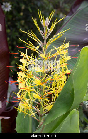 La floraison de l'épi Kahili ginger, Hedychium gardnerianum Banque D'Images