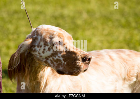 Setter anglais chien dans ring d'exposition à l'arrière Banque D'Images