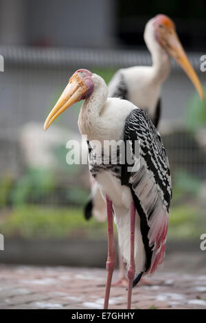 Bec jaune cigogne laiteuse Mycteria ibis Banque D'Images