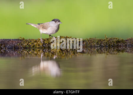 Blackcap mâles adultes (Sylvia atricapilla) au bord d'une piscine des forêts Banque D'Images