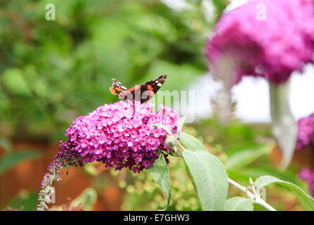 Papillon amiral rouge reposant sur une usine Budlia violet Banque D'Images