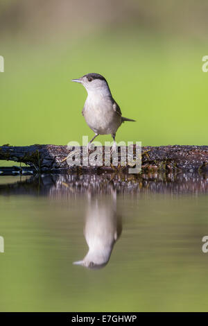 Blackcap mâles adultes (Sylvia atricapilla) au bord d'une piscine des forêts Banque D'Images