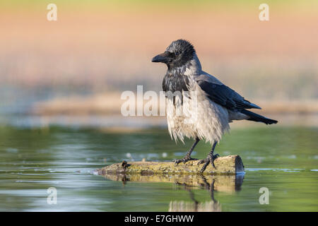 Hooded Crow (Corvus cornix) debout sur log flottant dans un lac lake Banque D'Images