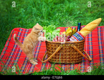 Petit Chaton reniflant le panier de pique-nique en plein air Banque D'Images