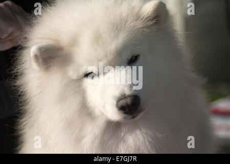 Portrait de chien Samoyède en préparation pour sa classe à un dog show local avec sa tête pencha sur le côté Banque D'Images