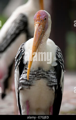 Bec jaune cigogne laiteuse Mycteria ibis Banque D'Images