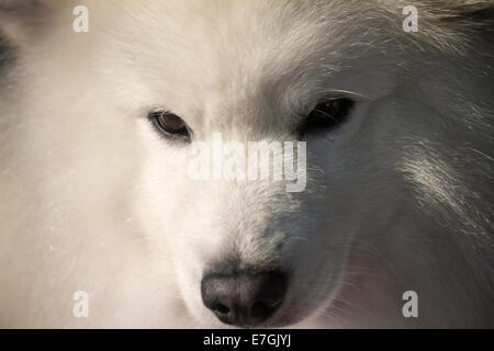 Portrait de chien Samoyède en préparation pour sa classe à une exposition canine. Banque D'Images