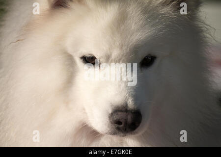 Portrait de chien Samoyède en préparation pour sa classe à une exposition canine. Banque D'Images
