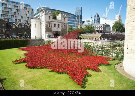 Tower of London Poppies, douve: Avec une mer de coquelicots en céramique en souvenir de WW1, Londres, Angleterre, Royaume-Uni. Installation art Royaume-Uni. Ceramics Royaume-Uni. Art public Banque D'Images