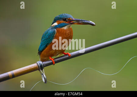 Kingfisher Kingfisher eurasienne / commune (Alcedo atthis) avec des poissons pêchés dans la région de bec, perché sur la canne à pêche du pêcheur Banque D'Images