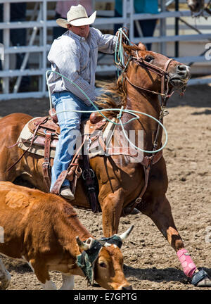 Cowboy à cheval en concurrence dans le dispositif de retenue de l'événement au lasso, Chaffee County Fair & Rodeo Banque D'Images