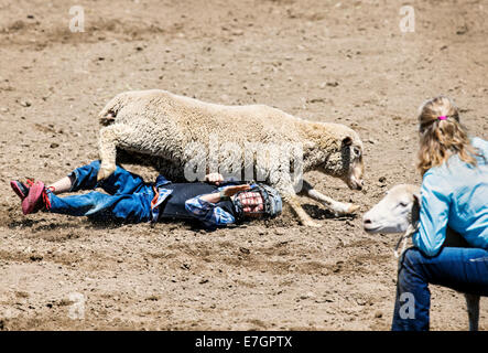 Jeune enfant équitation un mouton dans le mouton busting, 3,192 Chaffee County Fair & Rodeo Banque D'Images