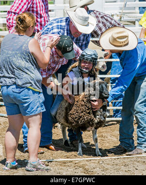 Jeune enfant équitation un mouton dans le mouton busting, 3,192 Chaffee County Fair & Rodeo Banque D'Images