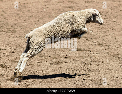 Les moutons en marche et saute dans le mouton busting, 3,192 Chaffee County Fair & Rodeo Banque D'Images