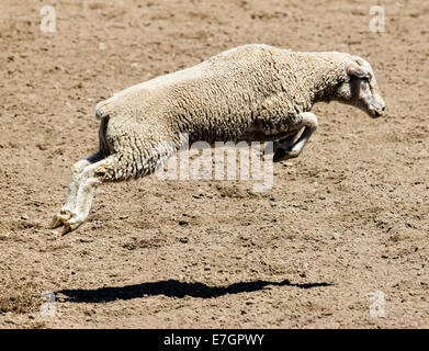 Les moutons en marche et saute dans le mouton busting, 3,192 Chaffee County Fair & Rodeo Banque D'Images