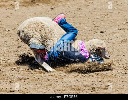 Jeune enfant équitation un mouton dans le mouton busting, 3,192 Chaffee County Fair & Rodeo Banque D'Images