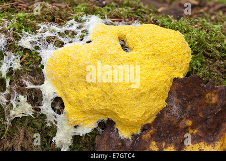 Myxomycète vomi de chien Banque D'Images