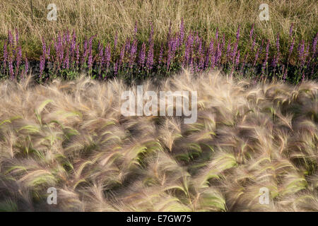 Jardin - Voir le vent - plantation d'Hordeum jubatum orge ornemental Salvia nemorosa herbe 'Amethyst' - Descha Banque D'Images