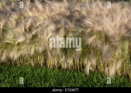 Jardin - voir le vent - herbes ornementales bordures de bordure plantation de Hordeum jubatum herbe ornementale d'orge - designers - Joan Mulvenna UK Banque D'Images