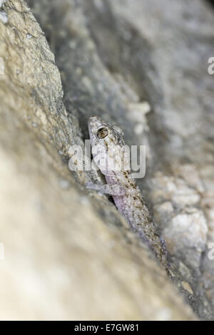 La Maison Méditerranéenne, Gecko Hemidactylus turcicus Banque D'Images