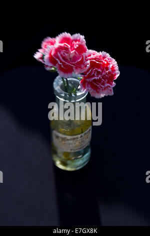 Fleurs d'oeillet en bouteille en verre vintage sur fond noir Banque D'Images