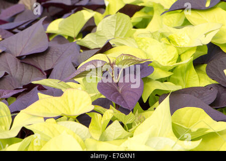 Sweet Potato vine Banque D'Images