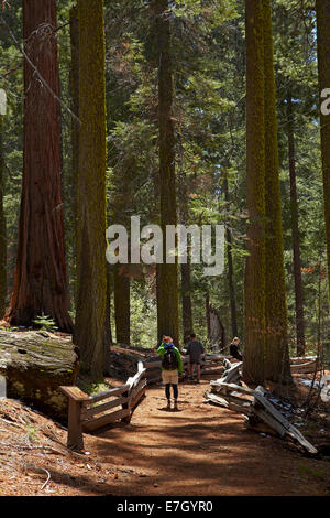 Les touristes sur la voie d'arbres Séquoia à Grove, près de Tuolumne Crane plat, Yosemite National Park, California, USA Banque D'Images