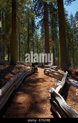 Les touristes sur la voie d'arbres Séquoia à Grove, près de Tuolumne Crane plat, Yosemite National Park, California, USA Banque D'Images