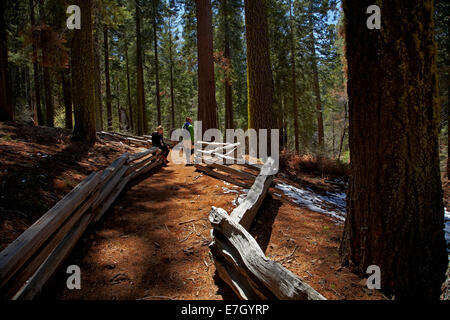 Les touristes sur la voie d'arbres Séquoia à Grove, près de Tuolumne Crane plat, Yosemite National Park, California, USA Banque D'Images