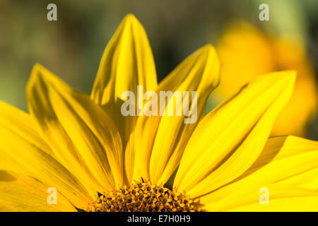 Le tournesol à Kelowna (C.-B.) Banque D'Images