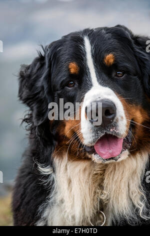Portrait d'un chien de montagne bernois mâle, Muottas Muragl, Suisse Banque D'Images