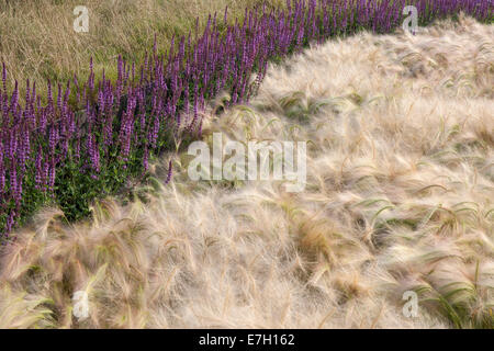 Jardin - Voir le vent - plantation d'Hordeum jubatum orge ornemental Salvia nemorosa herbe 'Amethyst' - Descha Banque D'Images