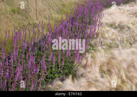 Jardin - Voir le vent - plantation de Hordeum jubatum herbe ornementale d'orge Salvia nemorosa 'Amethyst' - herbes ornementales frontières Royaume-Uni Banque D'Images