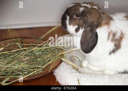 Animal de compagnie de neuf ans Holland lop nain lapin mangeant timothy Hay à l'intérieur de la maison Banque D'Images