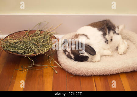 Neuf ans animal Holland Lop lapin nain polaire dormir sur le lit à côté de panier de la fléole dans maison Banque D'Images