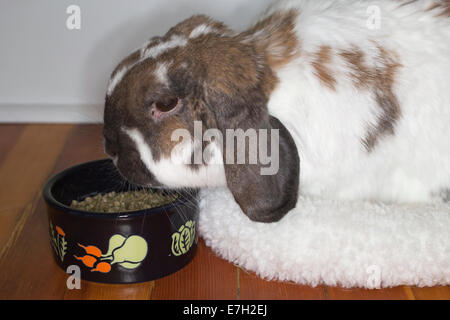 Neuf ans animal Holland Lop lapin nain granulés lapins manger Banque D'Images