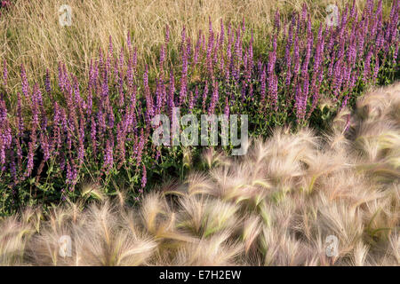 Jardin - Voir le vent - plantation de Hordeum jubatum ornement orge bordure de l'herbe Salvia nemorosa 'Amethyst' - Banque D'Images