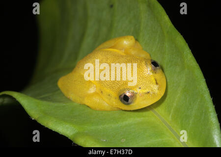 Repéré Madagascar Reed Grenouille (Heterixalus punctatus), Nosy Mangabe, Madagascar Banque D'Images