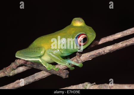 Grenouille aux yeux brillants (Boophis luteus) Banque D'Images