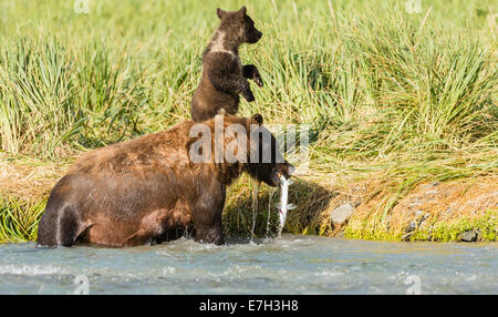 Semer les prises de saumon de l'ours brun comme sa vigilance cub regarde ailleurs au port géographique dans le parc national de Katmai en Alaska. Banque D'Images