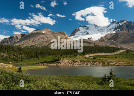 Elk203-7392 Canada, Alberta, Jasper National Park, Columbia Icefield, Mont Athabasca Banque D'Images