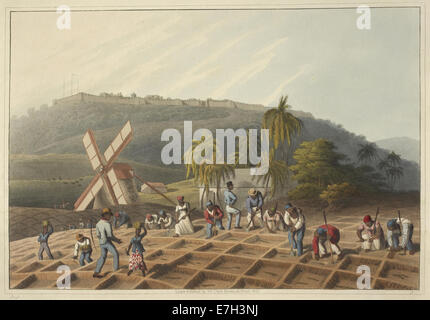 Les esclaves travaillant sur une plantation - Dix vues dans l'île d'Antigua (1823), la plaque III - BL Banque D'Images